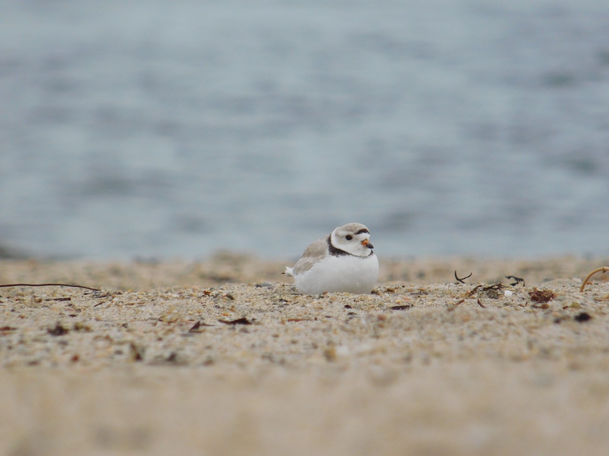 Piping Plover - ML618100846