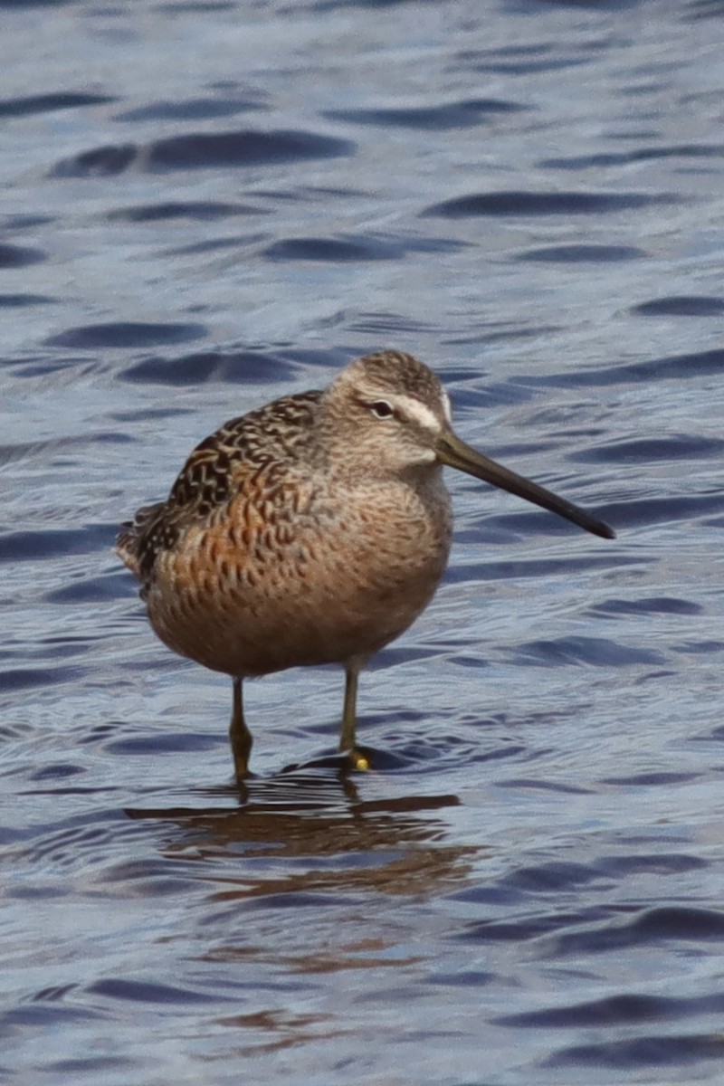 Long-billed Dowitcher - ML618100880