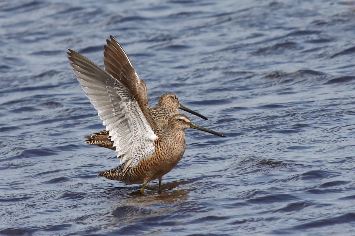 Long-billed Dowitcher - ML618100881