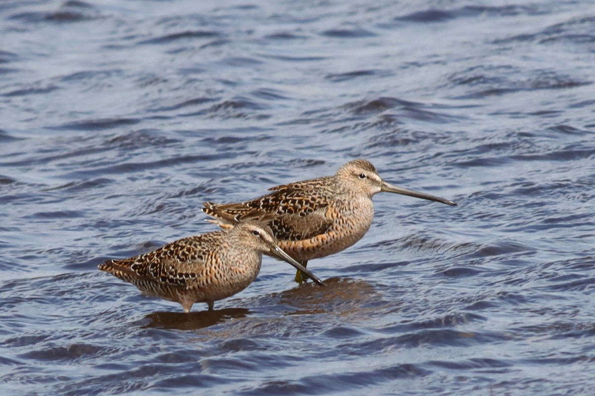Long-billed Dowitcher - ML618100882