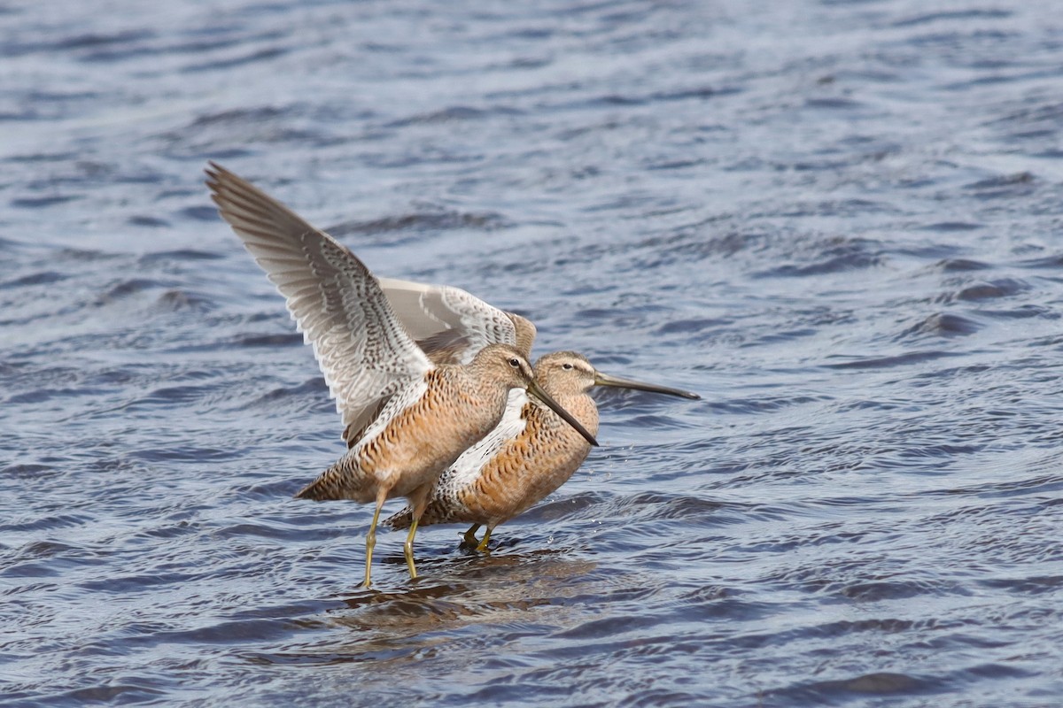 Long-billed Dowitcher - ML618100883