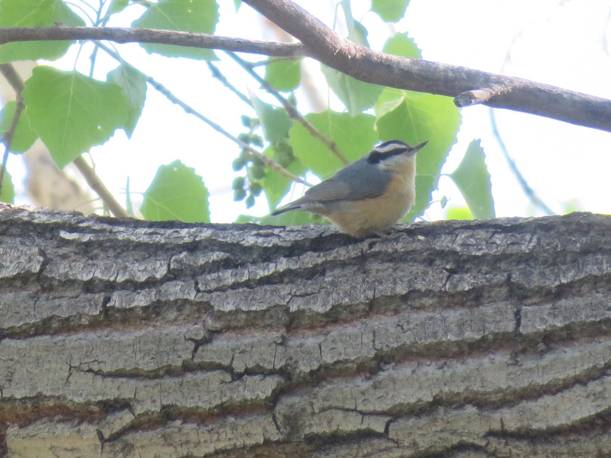 Red-breasted Nuthatch - Ken Dayer