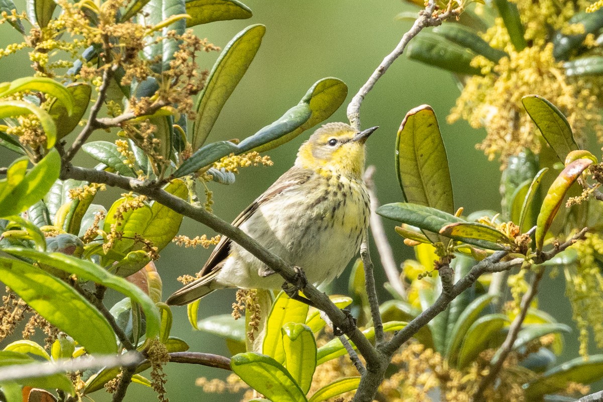 Cape May Warbler - ML618100960