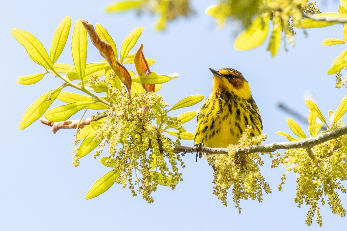 Cape May Warbler - Tommy Mullen