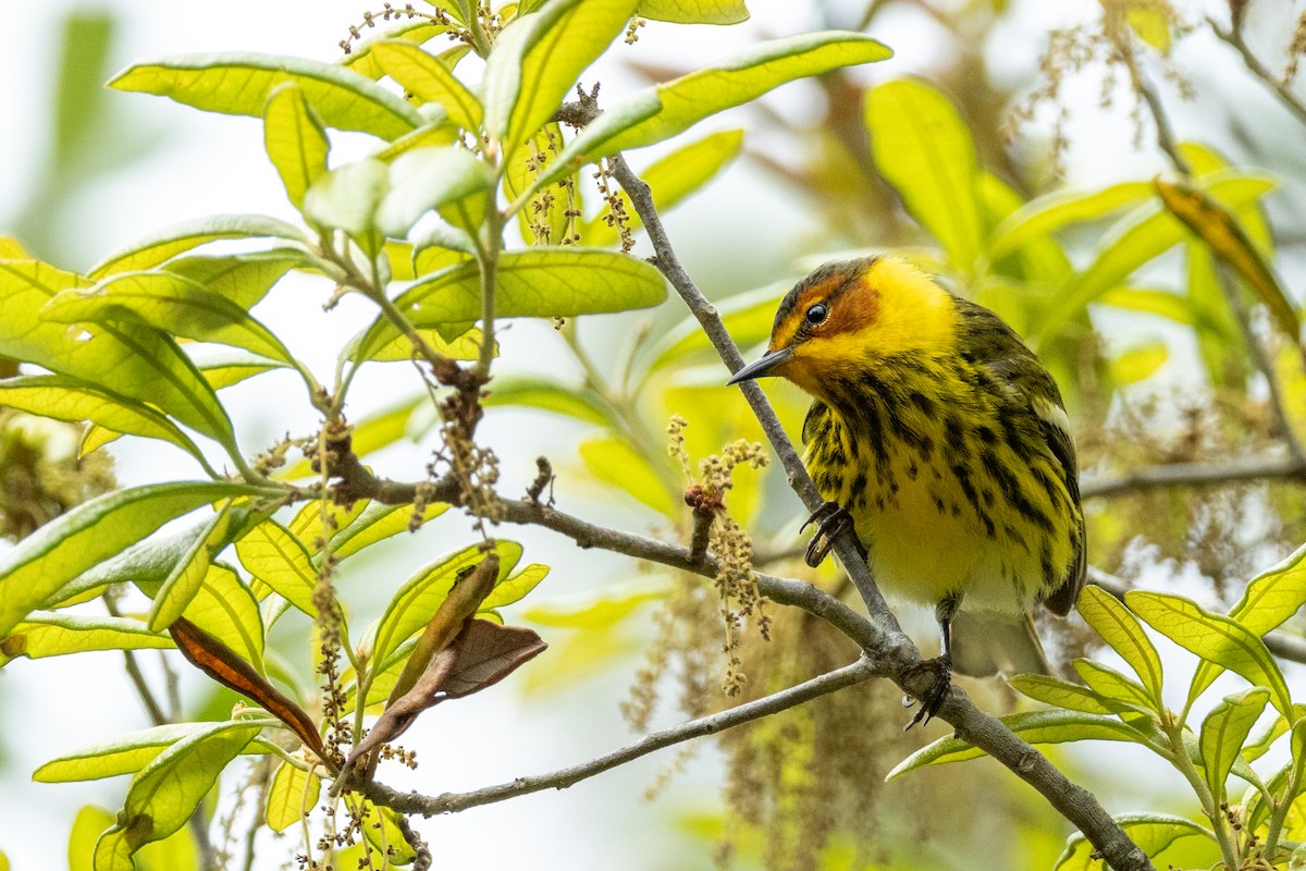 Cape May Warbler - ML618100963