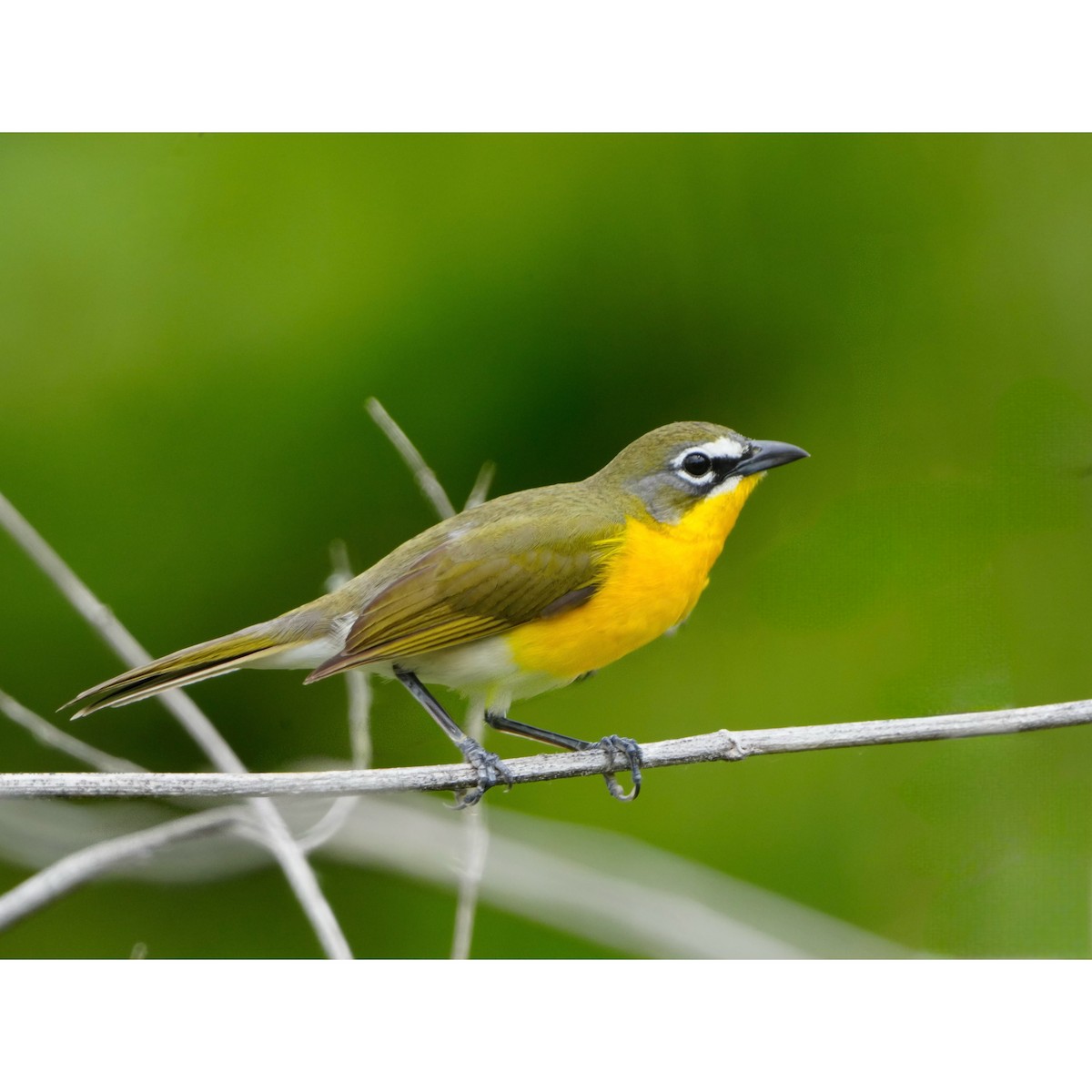 Yellow-breasted Chat - ML618100968