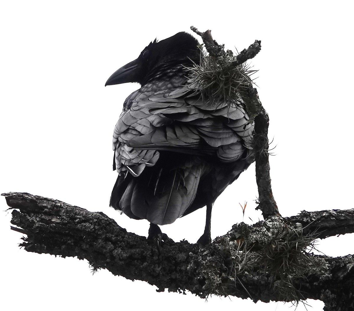 Common Raven - Iliana Stokes