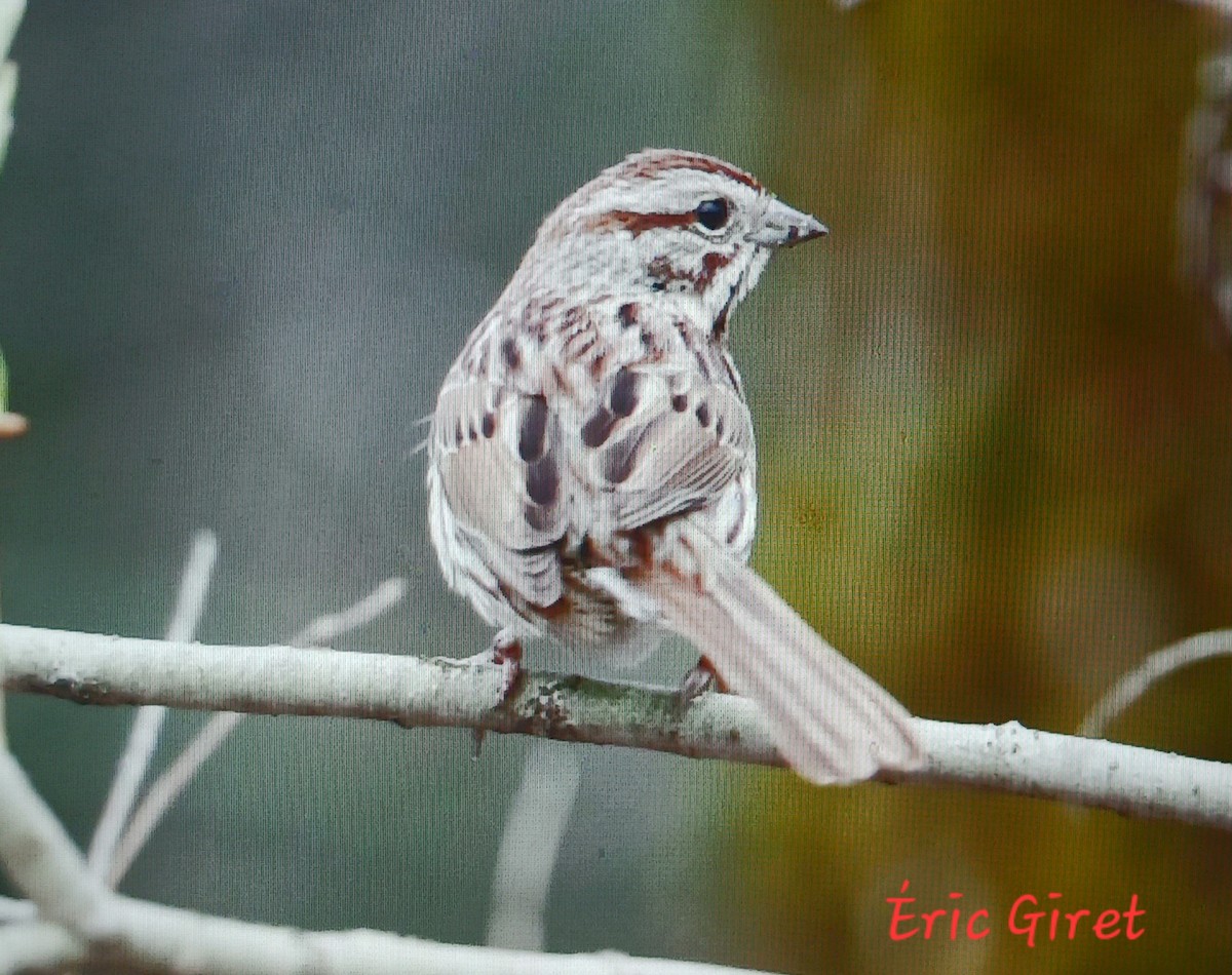 Song Sparrow - Éric giret