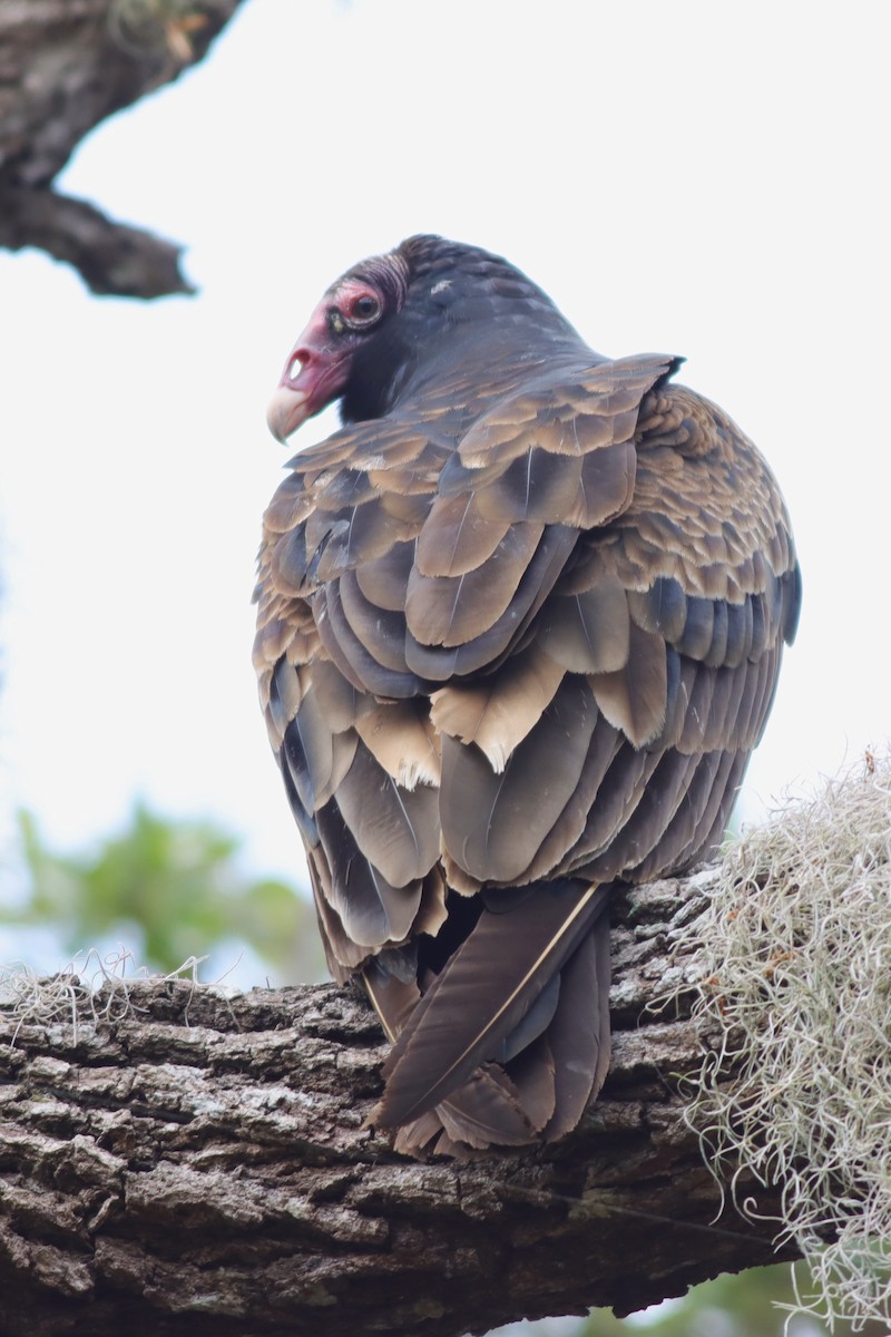 Turkey Vulture - ML618101018