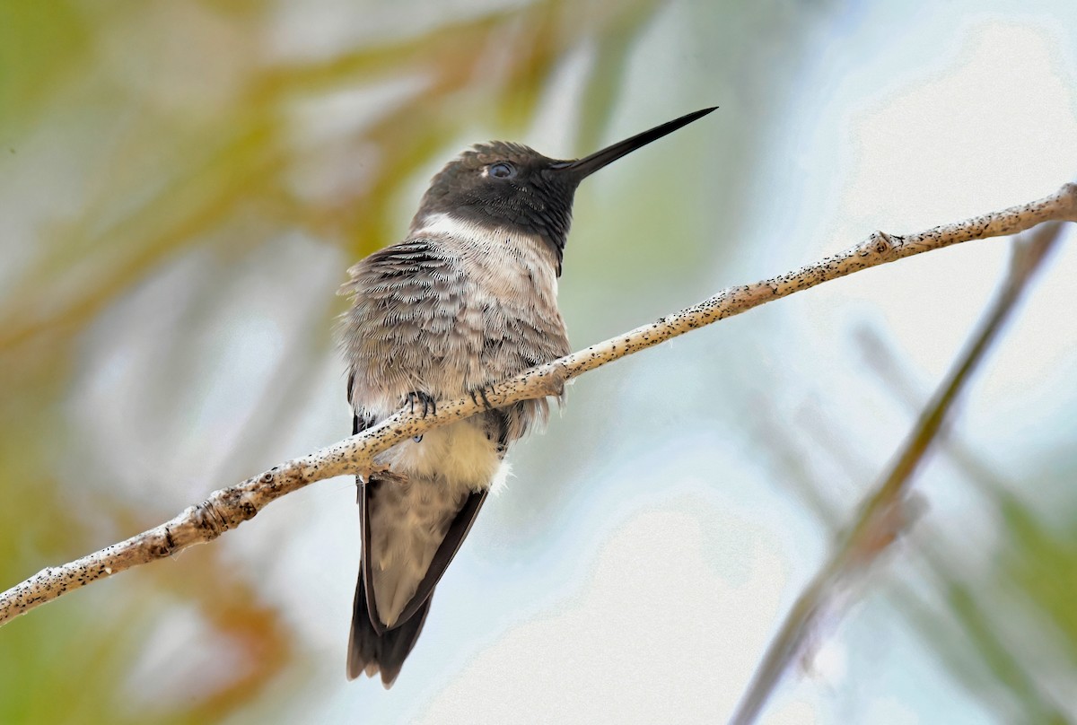 Black-chinned Hummingbird - ML618101022