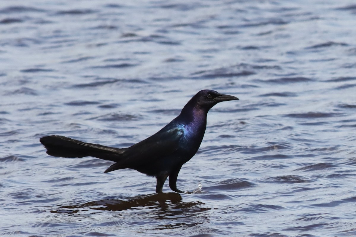 Boat-tailed Grackle - ML618101071