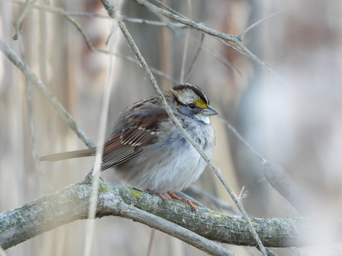 White-throated Sparrow - ML618101103