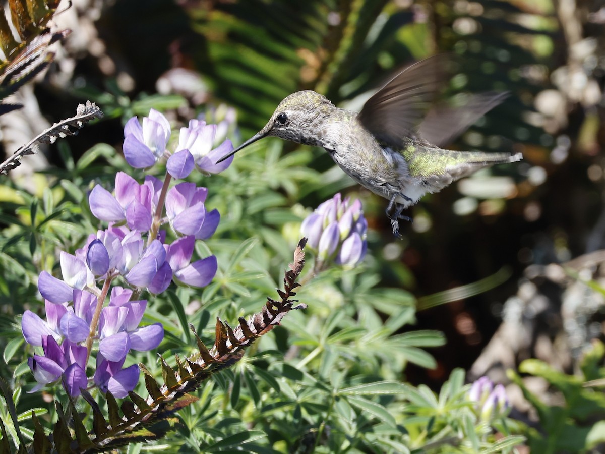 Anna's Hummingbird - ML618101115