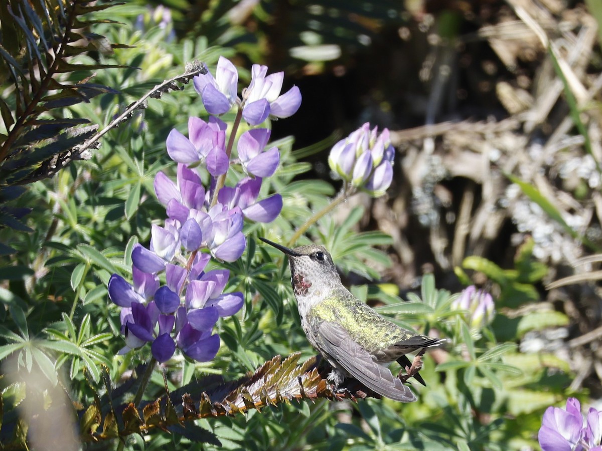 Anna's Hummingbird - ML618101120