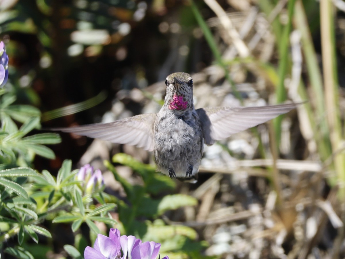 Anna's Hummingbird - ML618101122