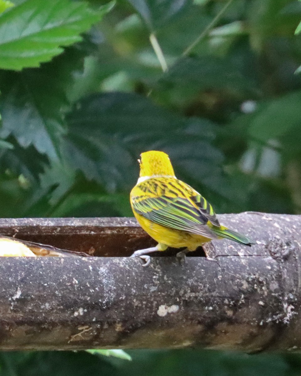 Silver-throated Tanager - ML618101123