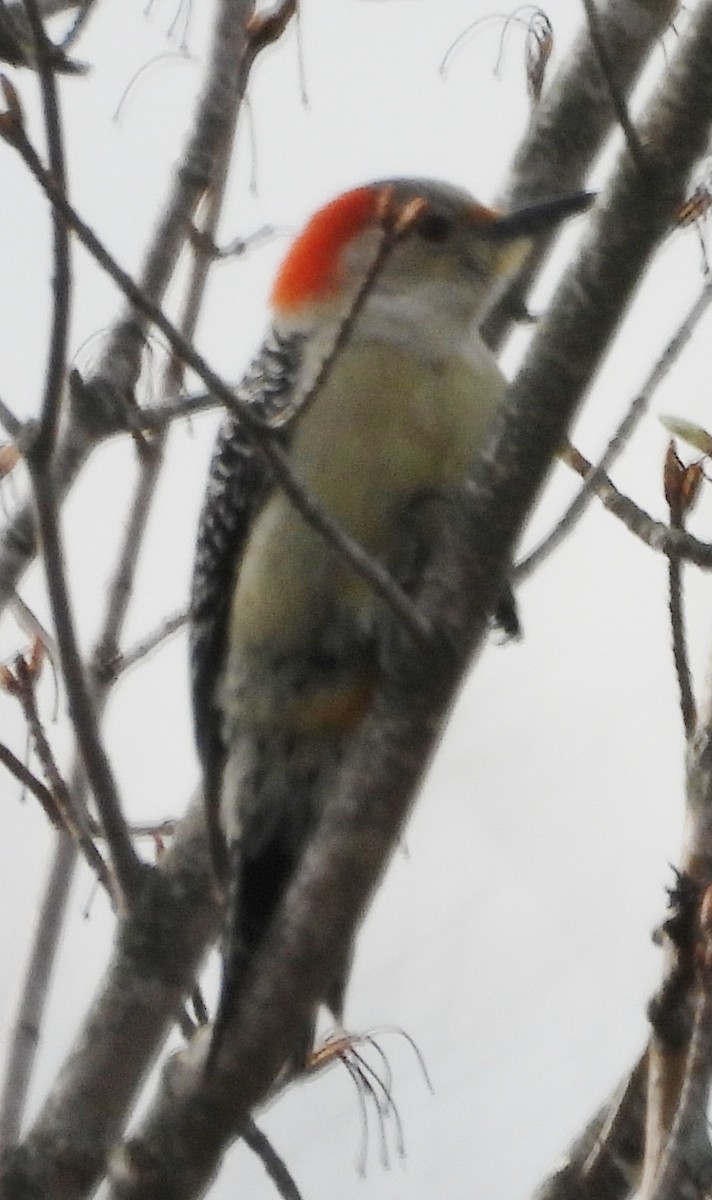 Red-bellied Woodpecker - ML618101157