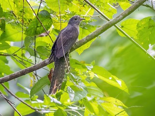  - Olive Long-tailed Cuckoo