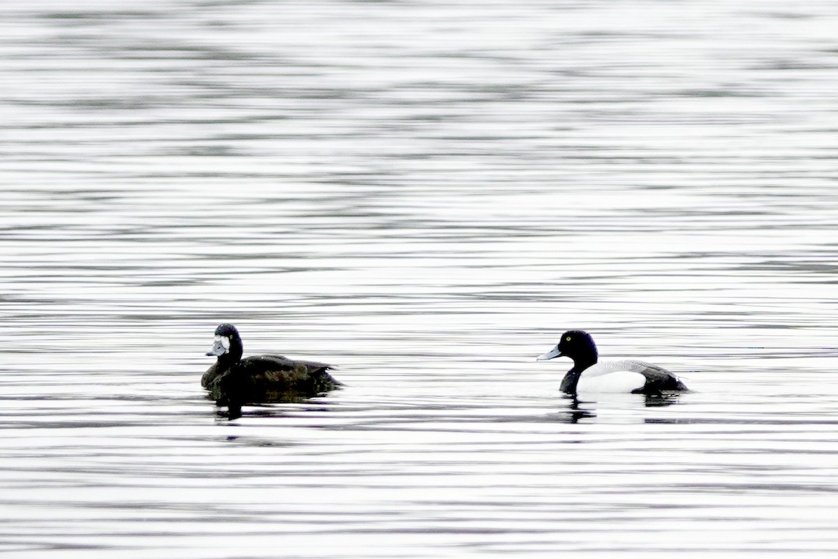 Greater Scaup - ML618101163