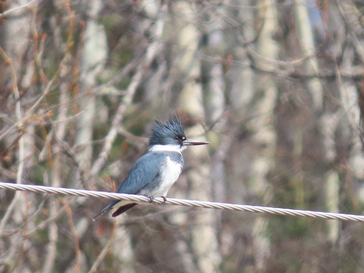 Belted Kingfisher - ML618101209