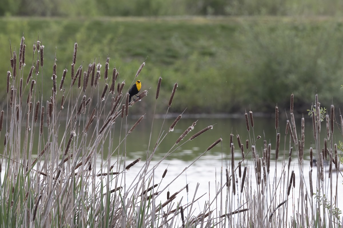 Yellow-headed Blackbird - Eric Ellingson