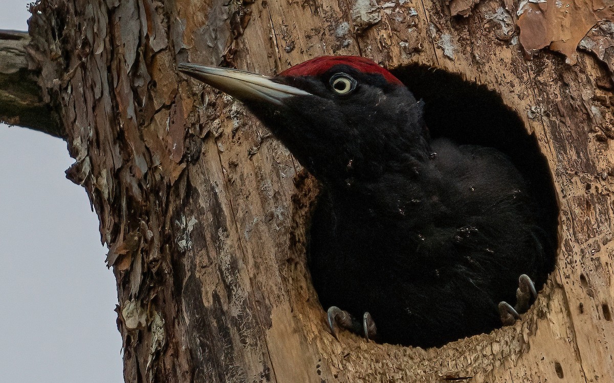 Black Woodpecker - Wouter Van Gasse
