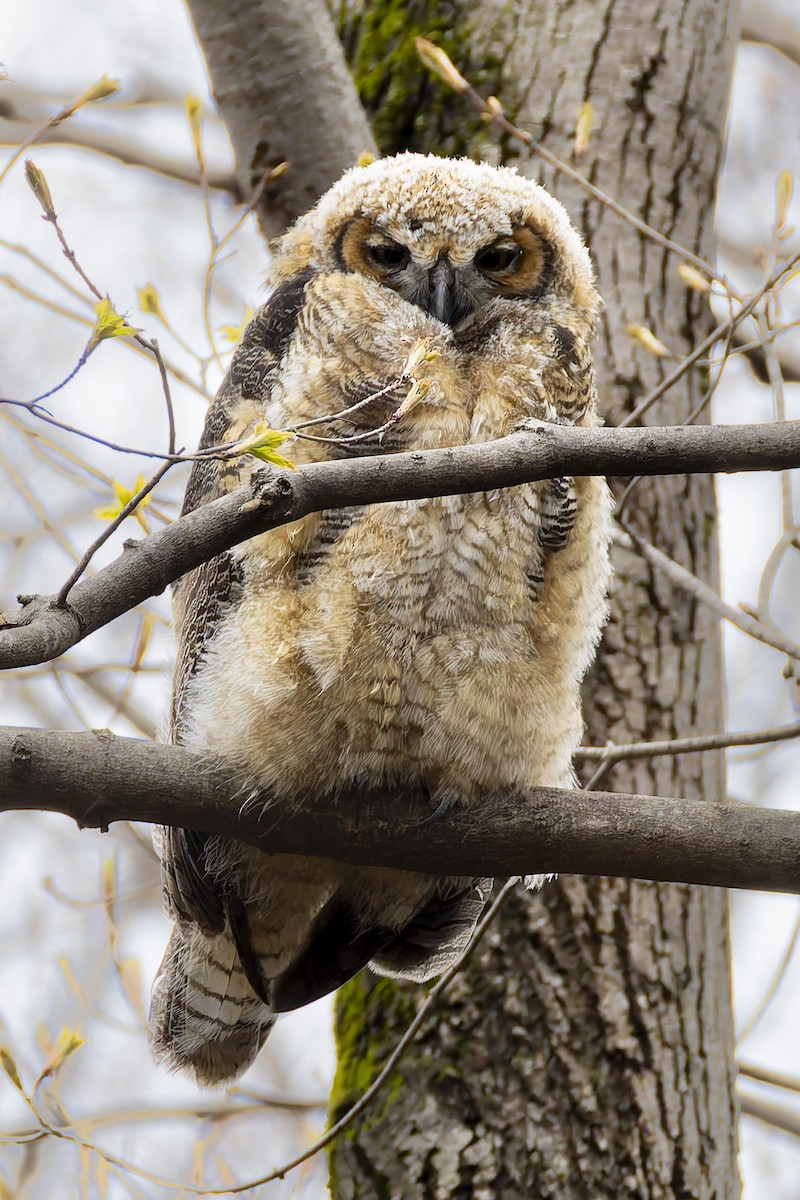 Great Horned Owl - Stephane Demers
