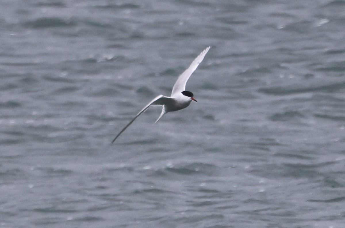 Common Tern - Alan Bird