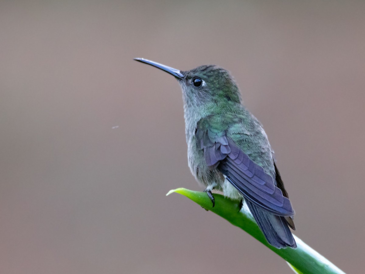 Sombre Hummingbird - ML618101331