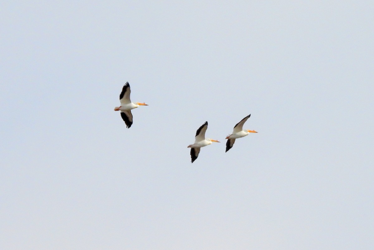 American White Pelican - Diana LaSarge and Aaron Skirvin