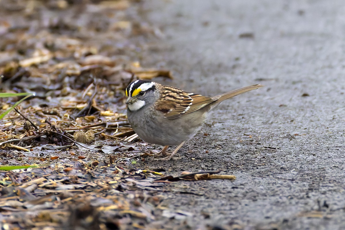 White-throated Sparrow - Stephane Demers