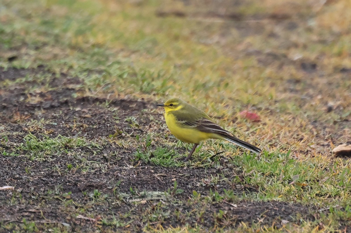 Western Yellow Wagtail - Alan Bird