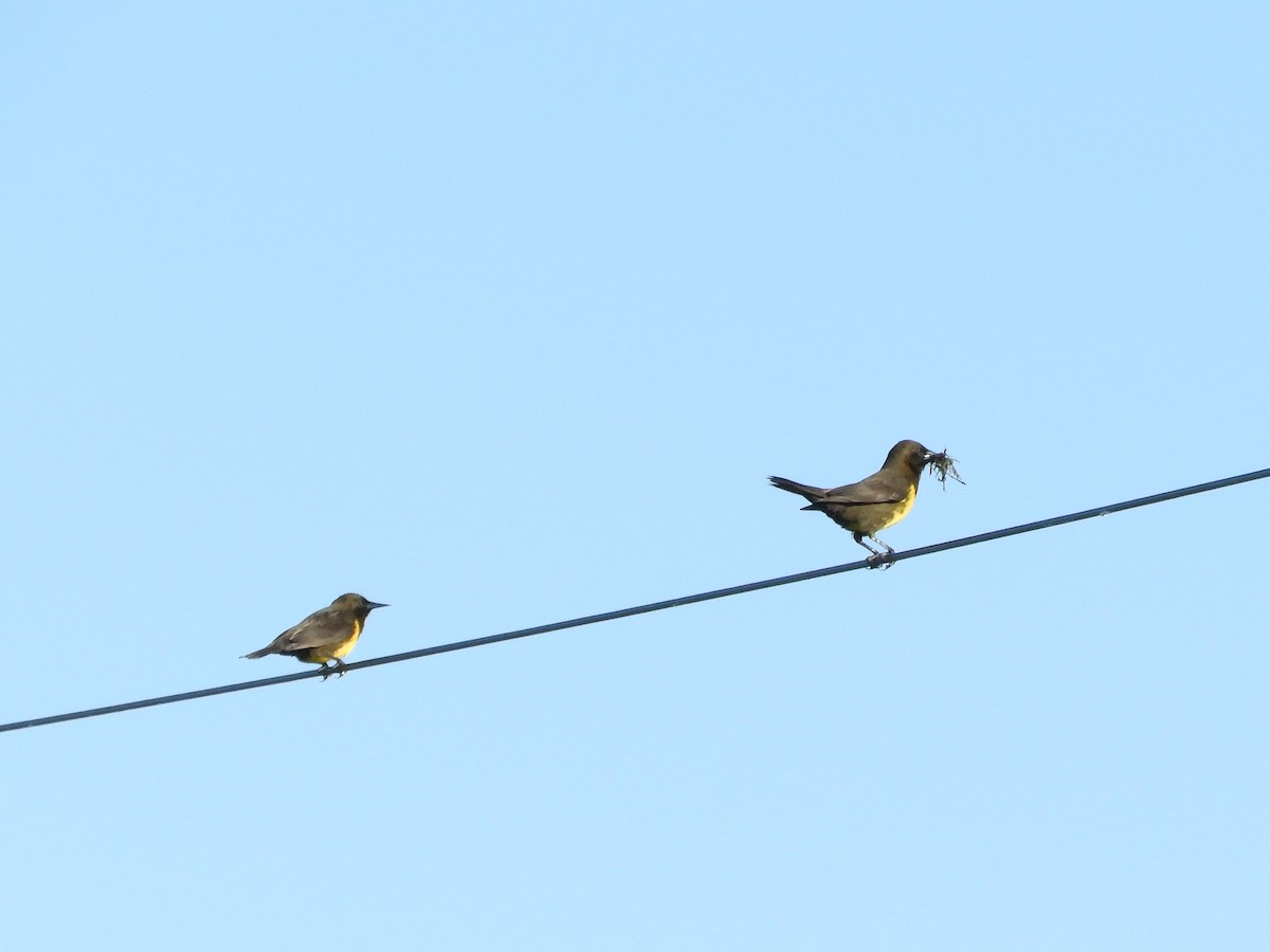 Brown-and-yellow Marshbird - inés otero