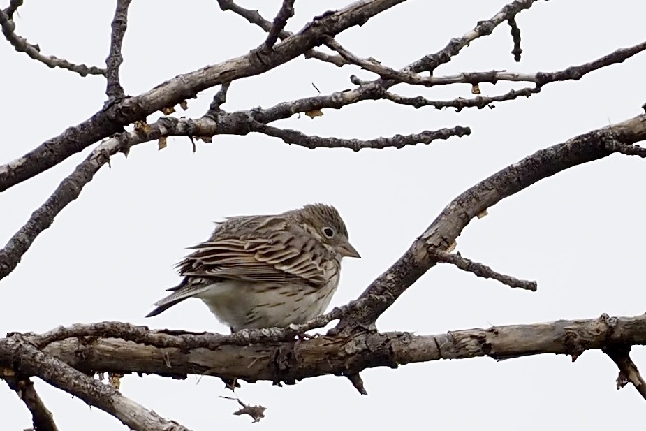 Vesper Sparrow - ML618101384