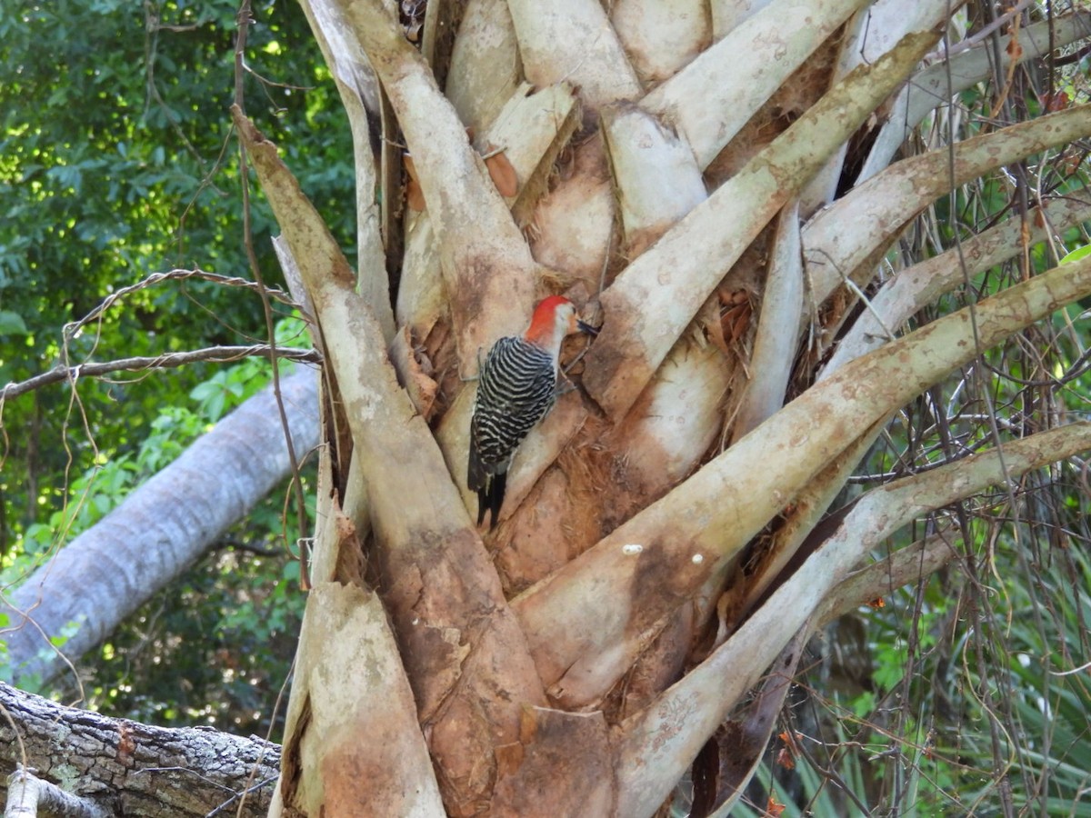 Red-bellied Woodpecker - Denise Rychlik