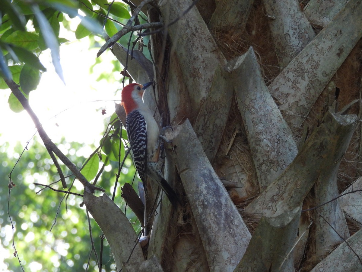 Red-bellied Woodpecker - ML618101391