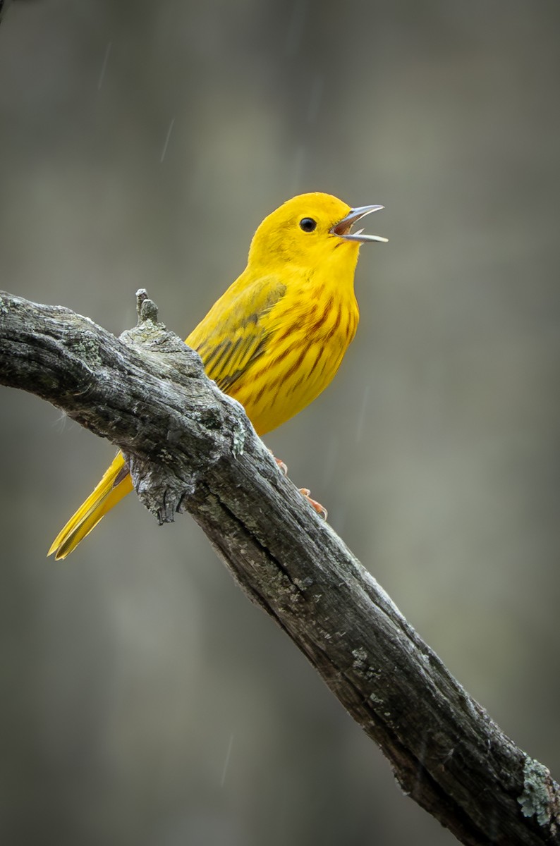 Yellow Warbler (Northern) - David Factor