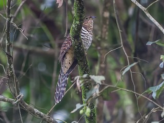  - Barred Long-tailed Cuckoo