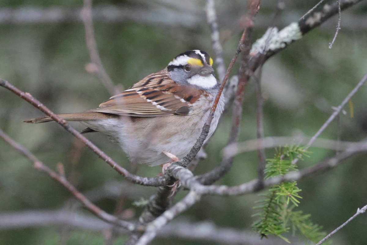 White-throated Sparrow - Dary Tremblay