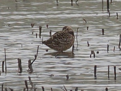 Long-billed Dowitcher - ML618101443