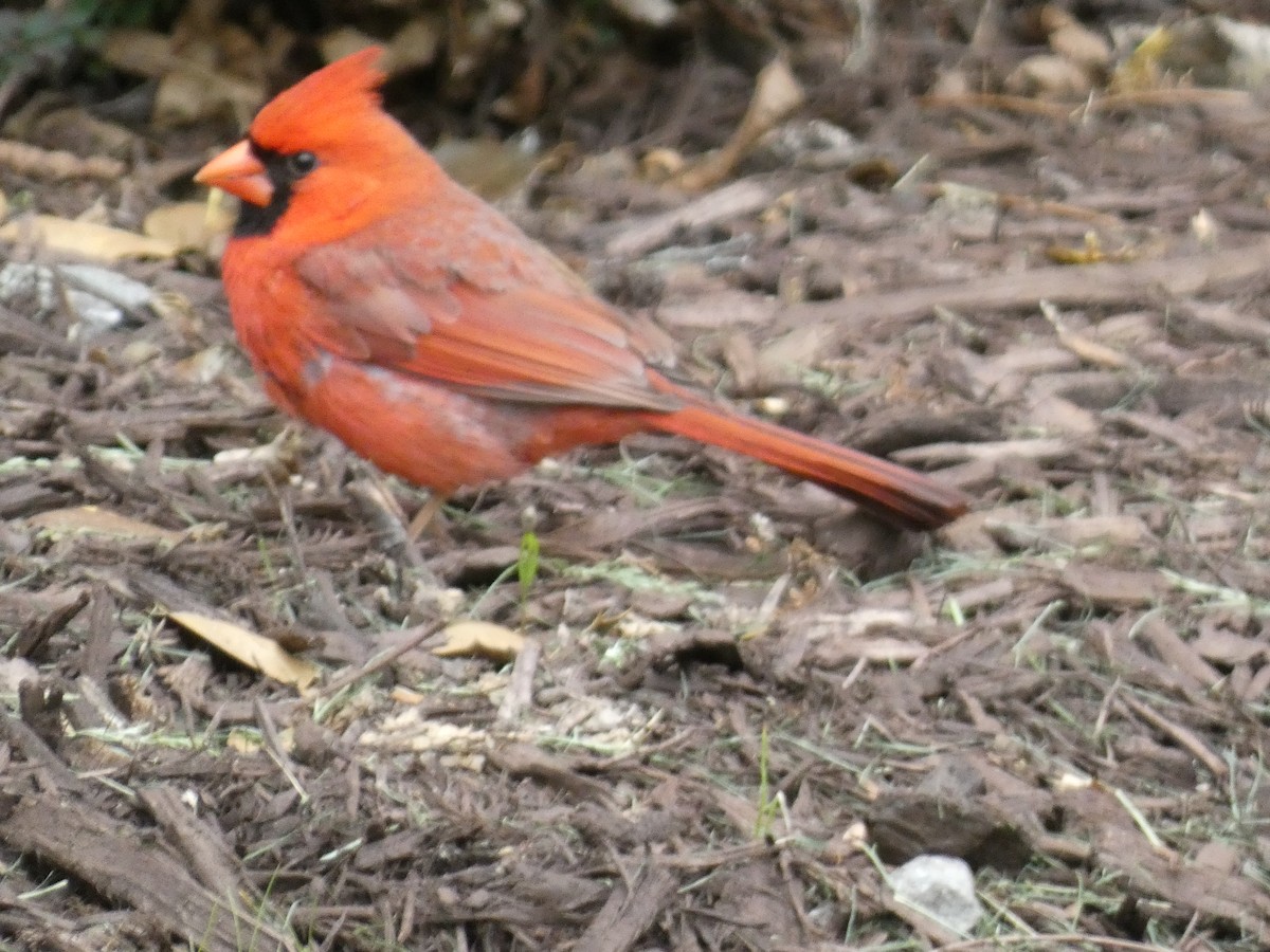 Northern Cardinal (Common) - ML618101453