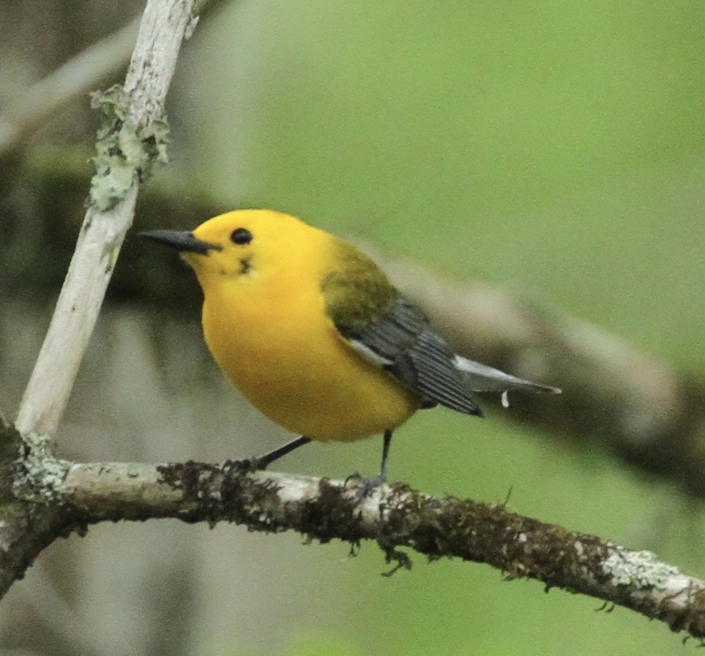 Prothonotary Warbler - ML618101502
