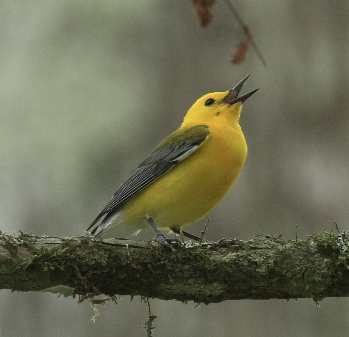 Prothonotary Warbler - ML618101503