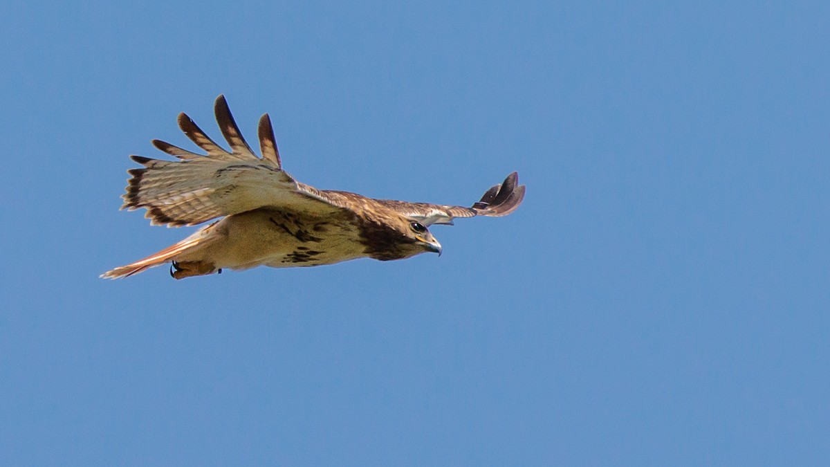 ML618101518 - Red-tailed Hawk - Macaulay Library