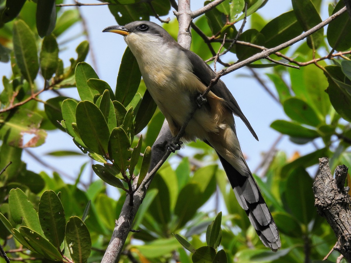 Mangrove Cuckoo - Lisa Schibley