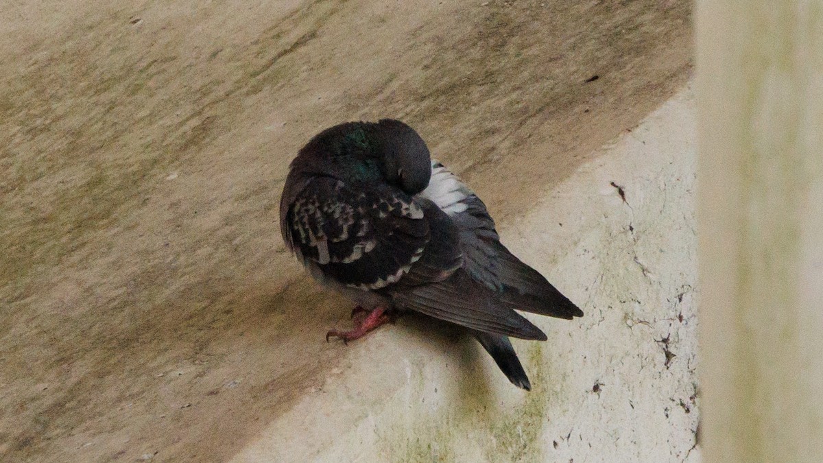 Pigeon biset (forme domestique) - ML618101526