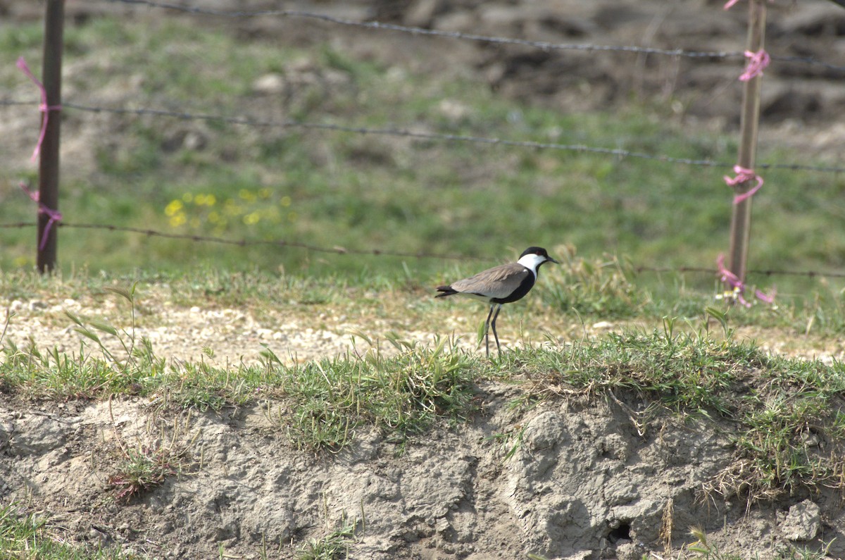 Spur-winged Lapwing - ML618101530