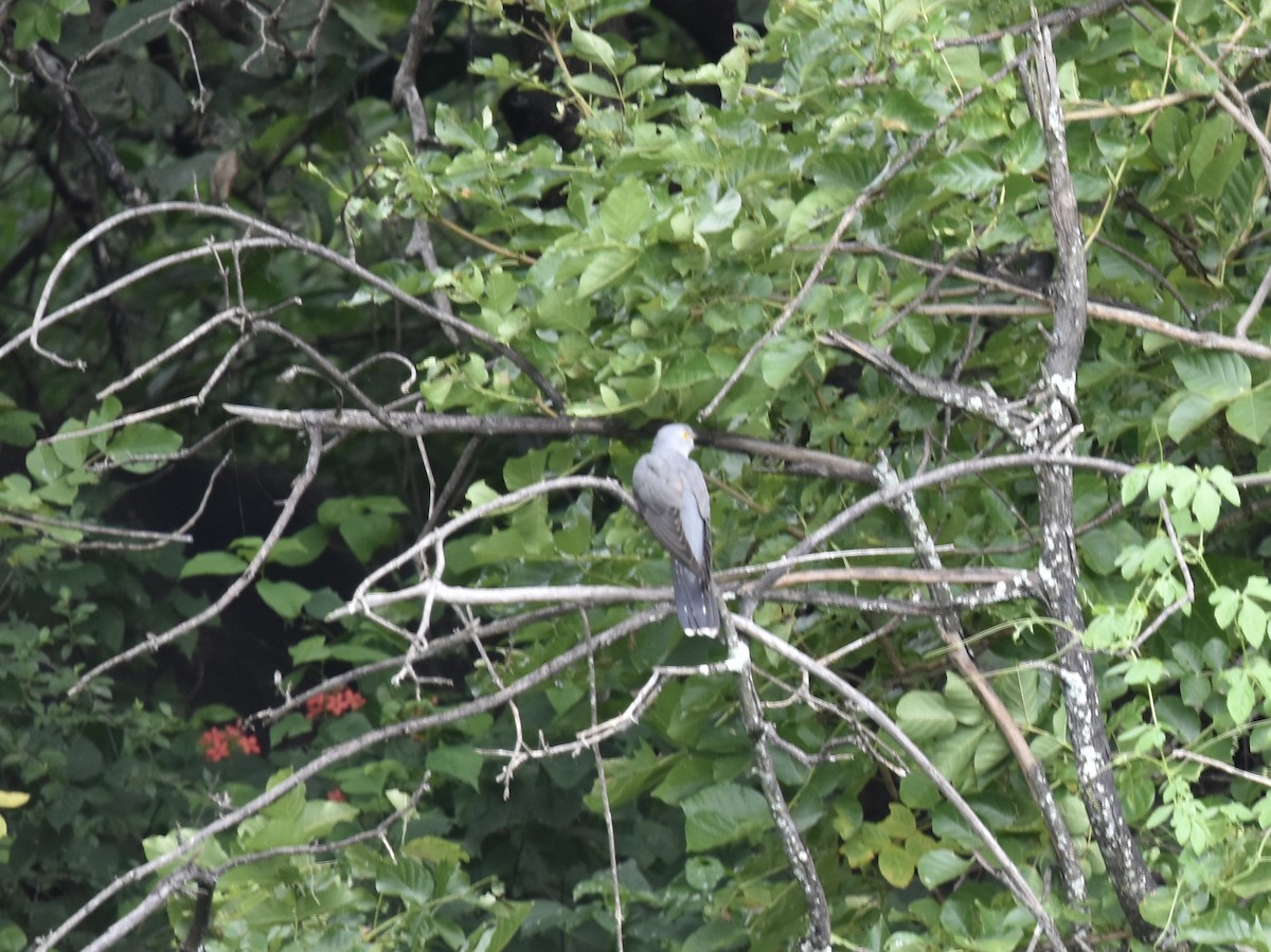 Common Cuckoo - ML618101531
