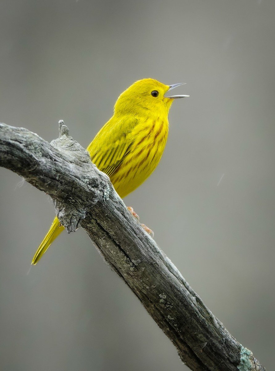 Yellow Warbler (Northern) - David Factor