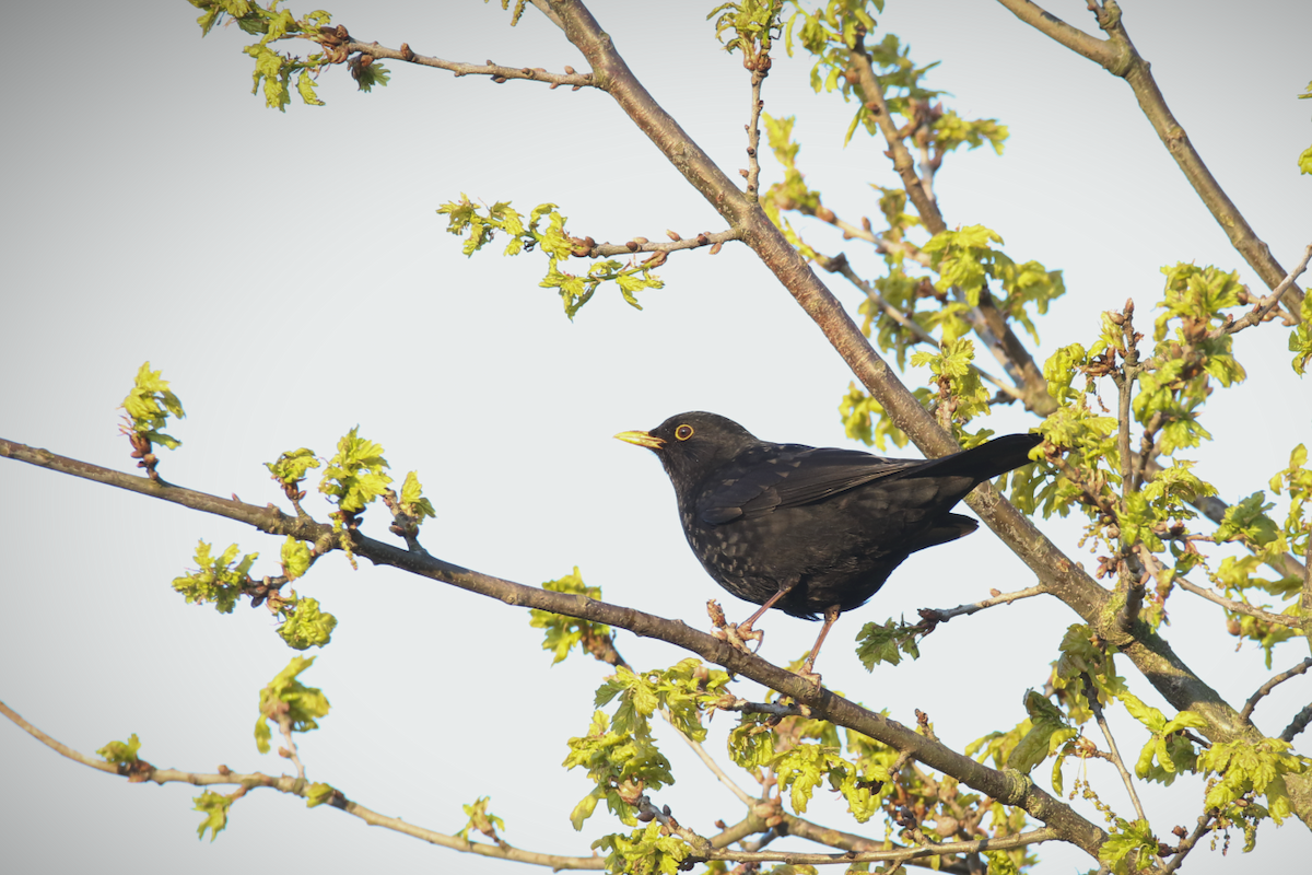 Eurasian Blackbird - ML618101566